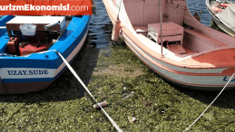 İzmir’de denizin yüzeyini ‘deniz marulu’ kapladı