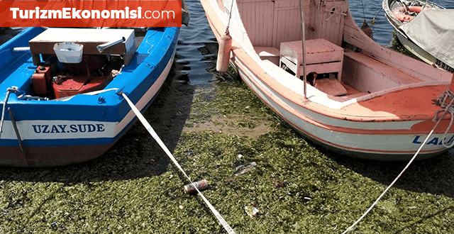 İzmir’de denizin yüzeyini ‘deniz marulu’ kapladı