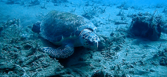 Caretta caretta ile yüzdüğü anları kayıt altına aldı