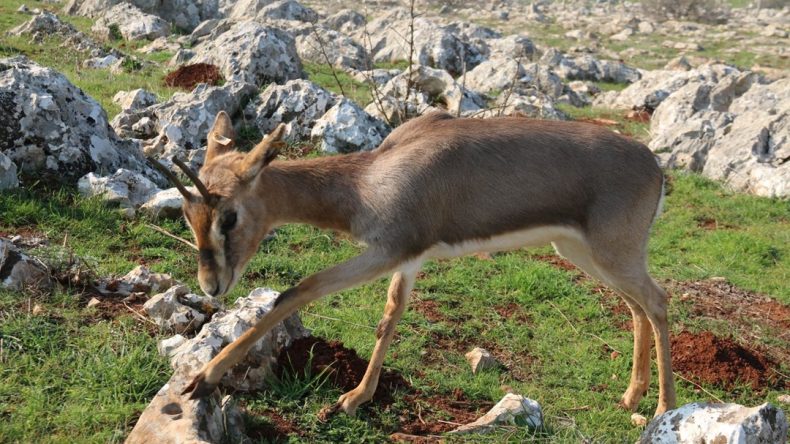Dağ ceylanlarını 3 bin kişi doğal ortamında ziyaret etti